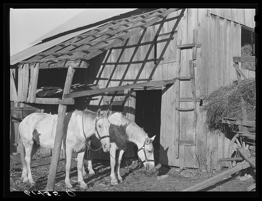 Team of horses bought by Joe Coperning with FSA (Farm Security Administration) loan. Ross County, Ohio