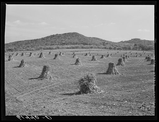 Corn shocks on Phil Gay's farm in the Scioto River Valley at the foot of the hills. Ross County, Ohio