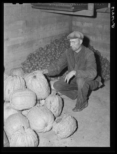 Mr. Hersch with pumpkins grown on his farm. Red River Valley Farms, North Dakota