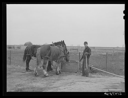 Watering horses on Amundson Farm. Red River Valley Farms. North Dakota