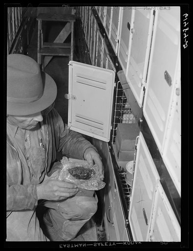 Untitled photo, possibly related to: Getting meats out of cold storage locker. Hillsboro, North Dakota