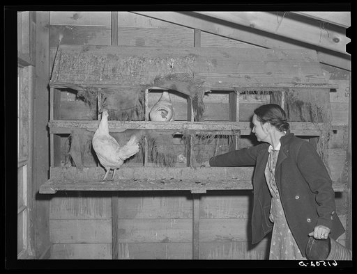 Mrs. Amundson in chicken house. Red River Valley Farms, North Dakota