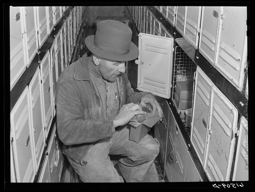 Getting frozen raspberries out of cold storage locker. This coop received a forty-five hundred dollar loan from FSA (Farm Security Administration). Casselton, North Dakota