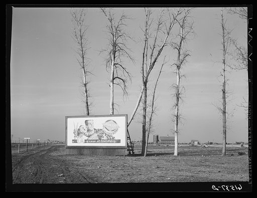 Old shelter belt planted around farm in Traill County, North Dakota