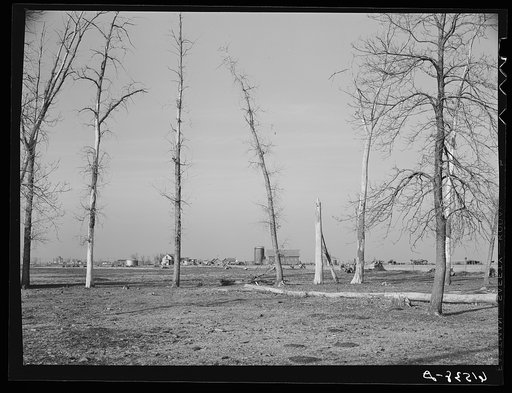 Old shelter belt planted around farm in Traill County, North Dakota