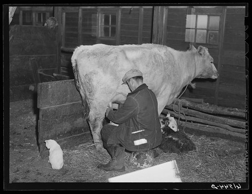Mr. Sauer milking cow. Cavalier County, North Dakota
