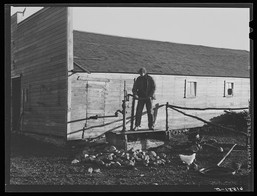 Oldest son of the Sauer family pumping water. Cavalier County, North Dakota