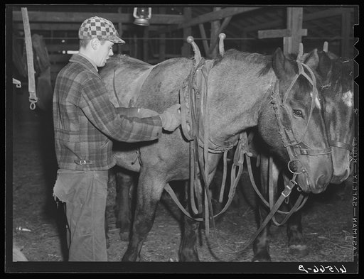 Oldest Sauer boy harnessing team. Cavalier County, North Dakota