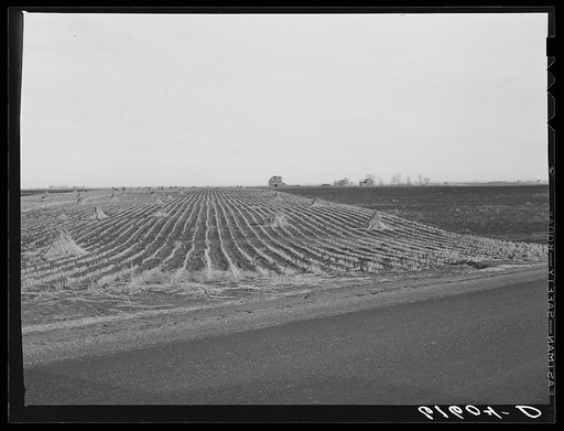 Cornfield. Brown County, South Dakota