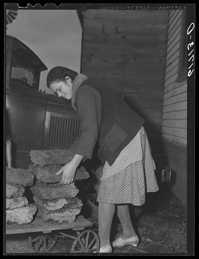 Gathering "barnyard lignite" for use as fuel in kitchen stove. McIntosh County, North Dakota