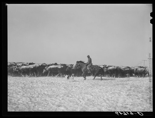 Rounding up cattle during the first stages of blizzard. Lyman County, South Dakota