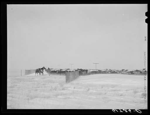 Rounding up cattle during first stages of snow blizzard. Lyman County, South Dakota