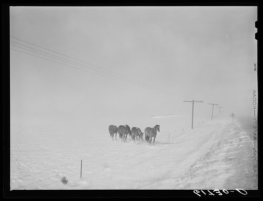 Horses in snowstorm. Lyman County, South Dakota
