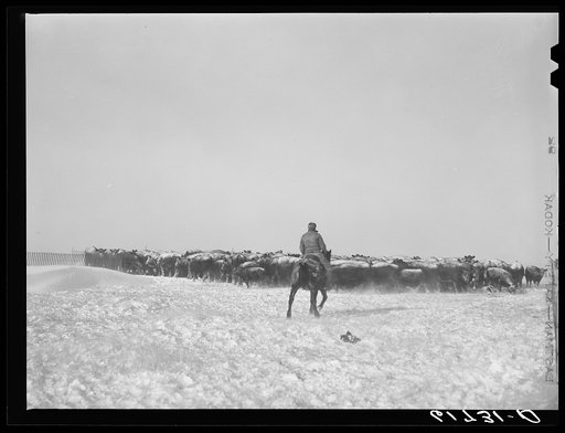 Rounding up cattle during first stages of blizzard. Lyman County, South Dakota
