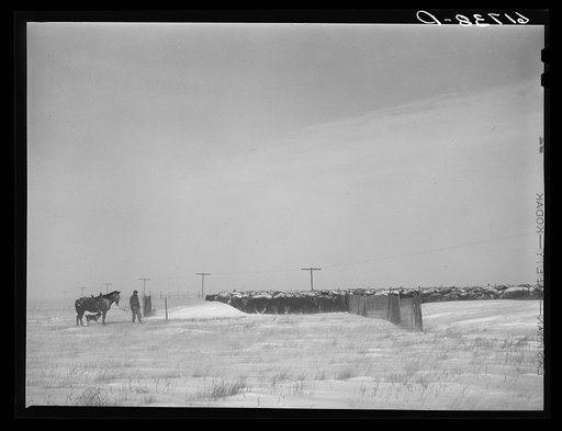 Rounding up cattle during first stages of snow blizzard. Lyman County South Dakota