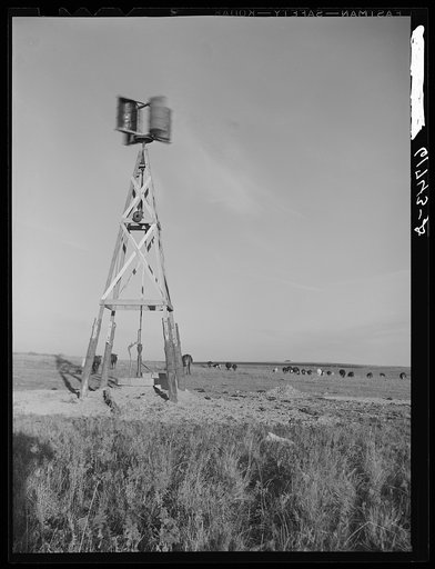 Cattle grazing. Roberts County, South Dakota. Windmill made of old barrel halves and Model T motor