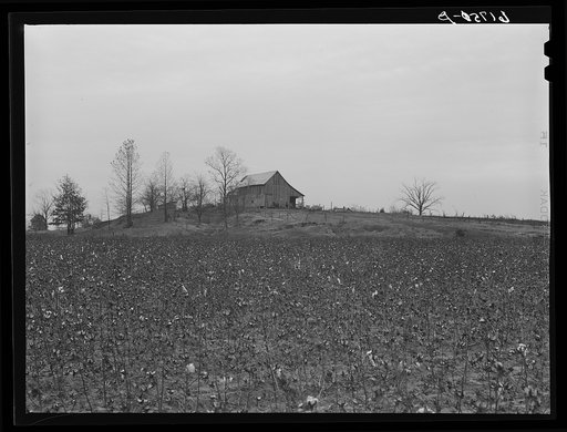 Cotton. Greene County, Arkansas