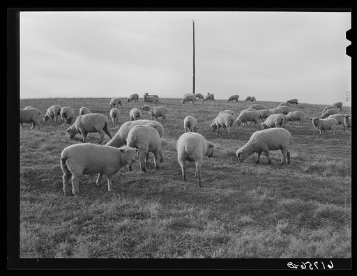 Sheep. Fayette County, Kentucky