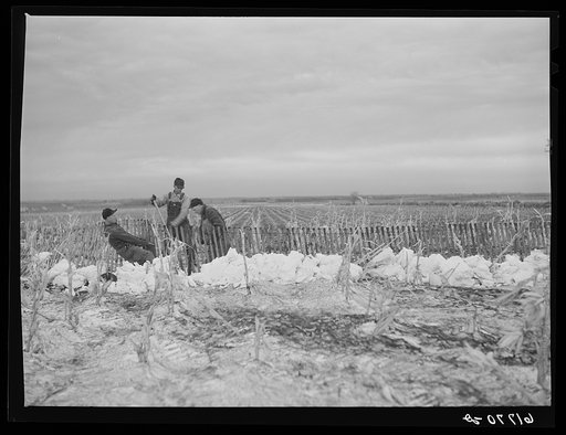 Erecting snow fence. York County, Nebraska