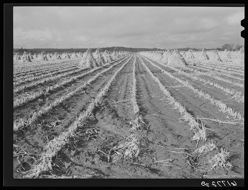 Sorghum fields, Greenwood County, Kansas
