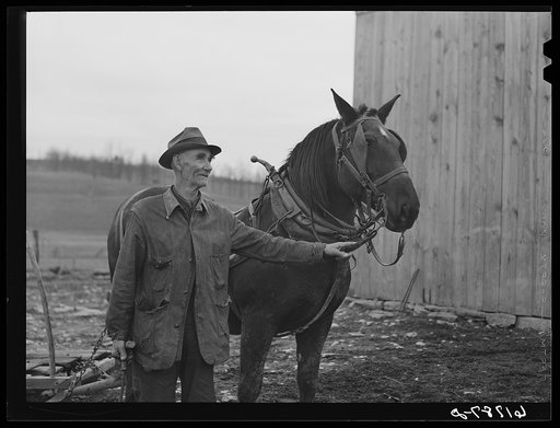 Farmer and mule. Nicholas County, Kentucky