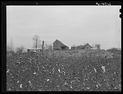 Cotton. Greene County, Arkansas