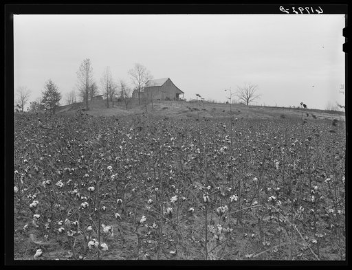 Cotton. Greene County, Arkansas