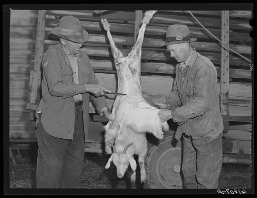 Butchering goat. Oregon County, Missouri