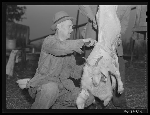 Butchering goat. Oregon County, Missouri