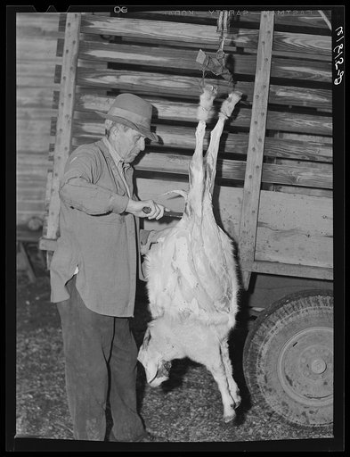 Butchering goat. Oregon County, Missouri