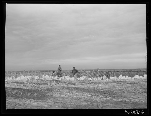 Untitled photo, possibly related to: Erecting snow fence. York County, Nebraska