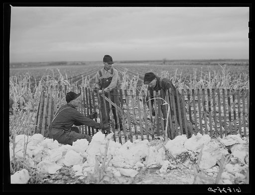 Erecting snow fence. York County, Nebraska