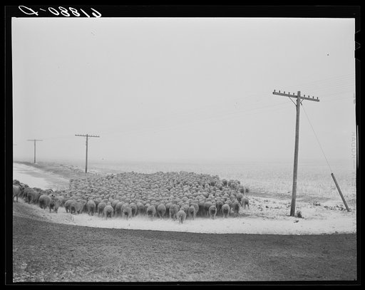 Sheep being herded in as blizzard approaches. Hyde County, South Dakota