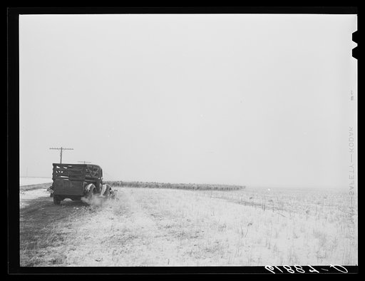 Herding in sheep as blizzard approaches. Hyde County, South Dakota