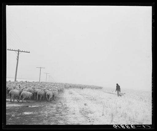 Herding in sheep as blizzard approaches. Hyde County, South Dakota