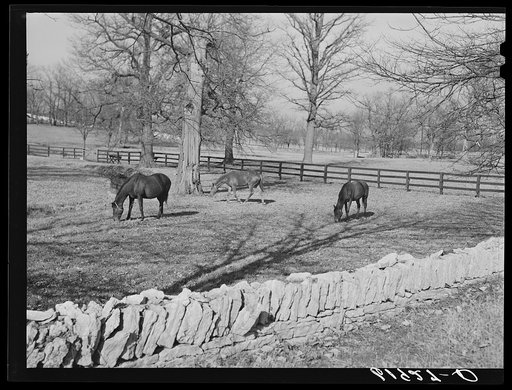 Horse farm in Bluegrass country. Fayette County, Kentucky