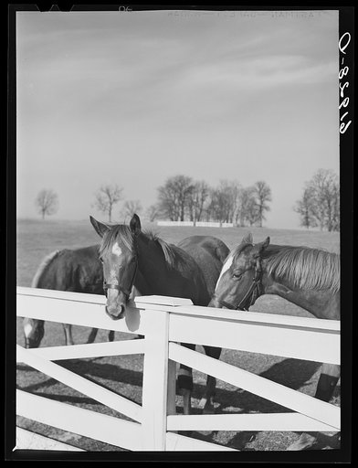 Horse farm in Bluegrass country. Fayette County, Kentucky