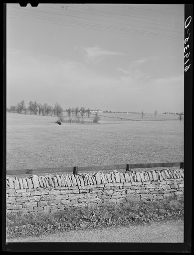 Horse farm in Bluegrass country. Fayette County, Kentucky
