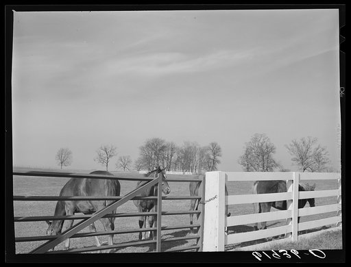 Horse farm in Bluegrass country. Fayette County, Kentucky