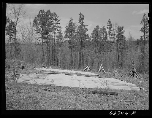 Tobacco beds. Halifax County, Virginia