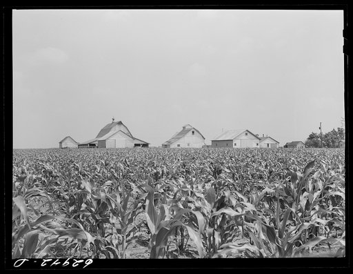 Corn farm near Danville, Illinois