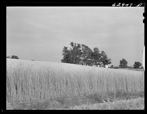 Wheat farm. Daviess County, Indiana