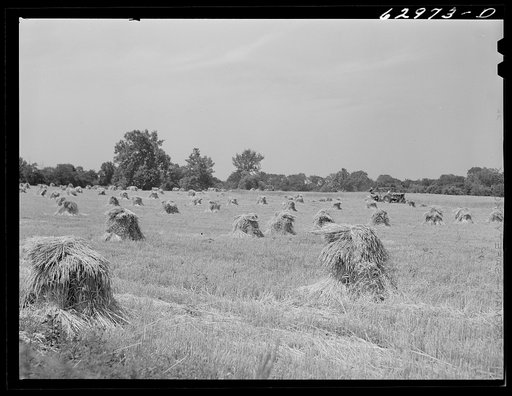 Untitled photo, possibly related to: Wheat harvest. Monroe County, Indiana