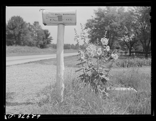 Rural mailbox and hollyhocks. Morgan County, Indiana