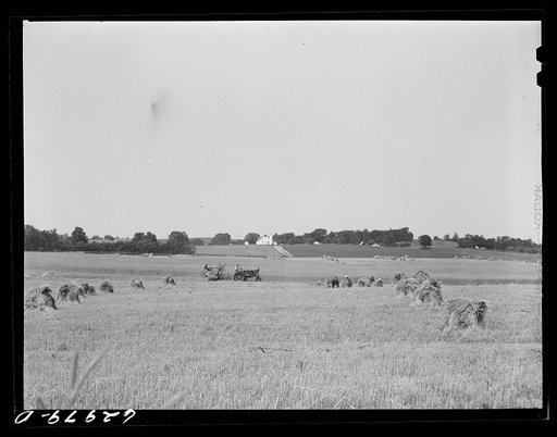 Wheat harvest. Monroe County, Indiana