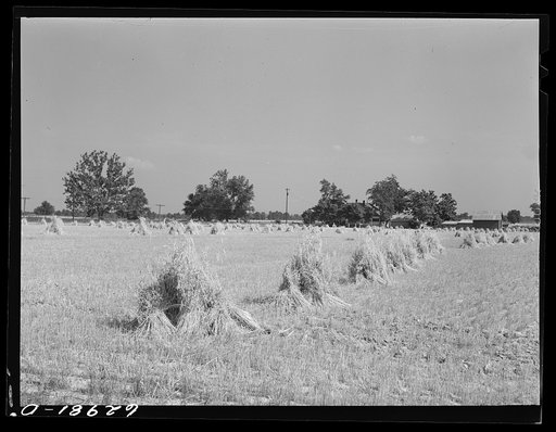 Untitled photo, possibly related to: Wheat harvest. Monroe County, Indiana