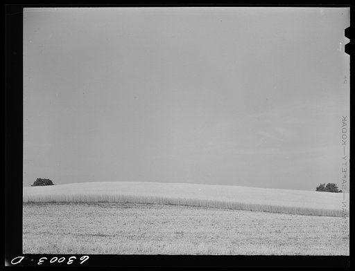 Wheat. Daviess County, Indiana