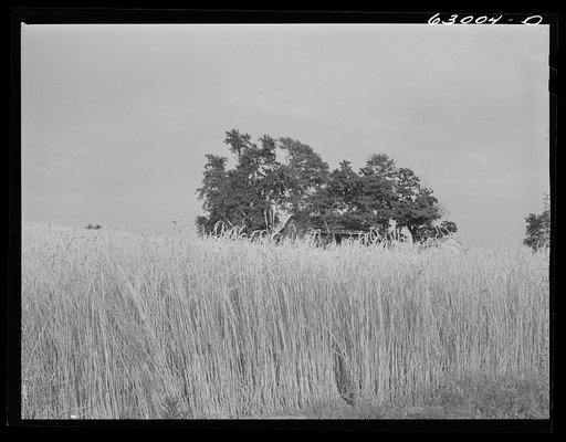 Wheat farm. Daviess County, Indiana