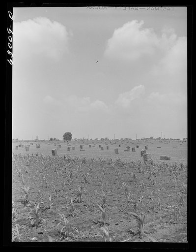 Corn field and baled hay near Danville, Illinois