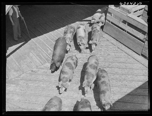 Untitled photo, possibly related to: Hogs going into pen at stockyards. Chicago, Illinois